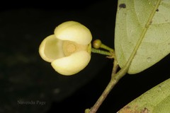 Phaeanthus malabaricus